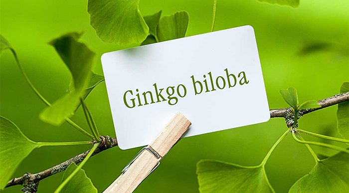 Los beneficios del Ginkgo Biloba: ¿el secreto de la longevidad?