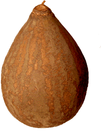 El fruto del baobab, un super alimento muy completo